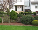 Shrub & Tree Pruning